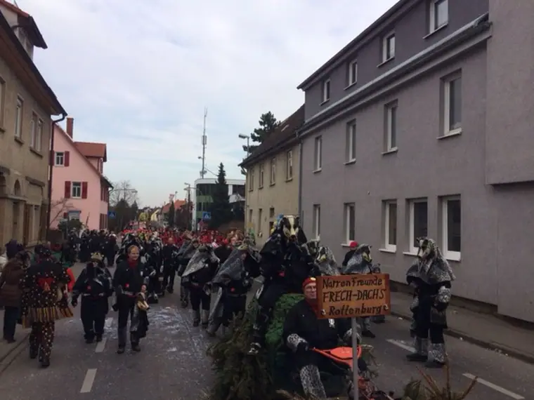 Dachse im Umzug durch die Straßen